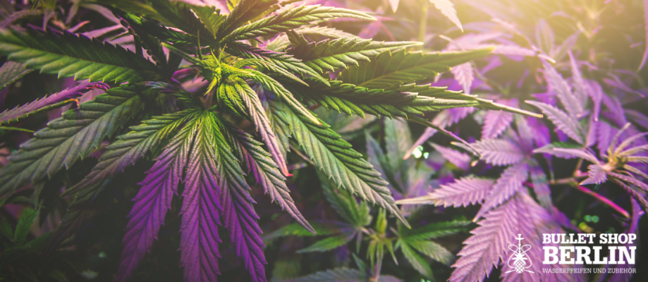 Sativa Indica Hybrid: Die Wissenschaft der Wirkung und moderne Vapes - Sativa Indica Hybrid: Wirkung &amp; Unterschiede | Bulletshop Berlin