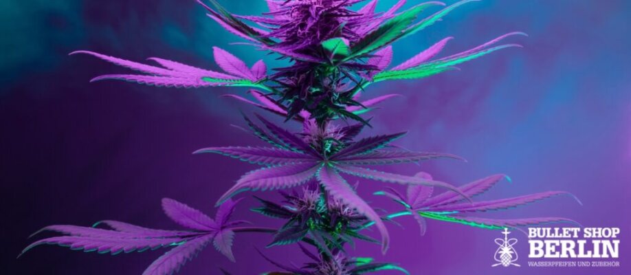 Legal Highs erklärt: Superior Blend, Microdosing 1S LSD, 10-OH, TAC und HHC im Fokus - Legal Highs erklärt: Superior Blend, 1S LSD, 10-OH, TAC &amp; HHC